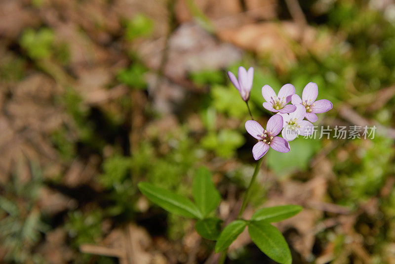 Close up of wildflowers with small pink blossoms growing out of the forest floor
